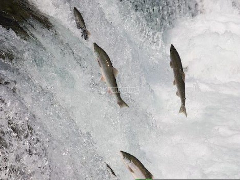 Salmon swimming upstream Salmon swimming upstream